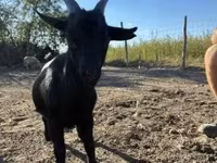 Billy Goat, Dutch Landrace goats — photo 1