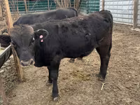 Bull, Swiss cattle — photo 6