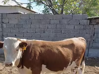 Bik, Swiss cattle — fotografija 1
