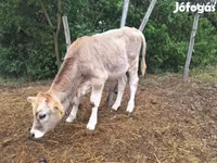 Byk, Brązowa karpacka rasa — zdjęcie 1