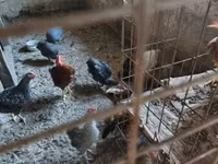 Guinea fowl — fotografija 3
