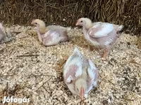 Chickens — 照片 2