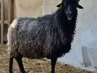 Qoʻchqor, Cameroon sheep — 2-rasm