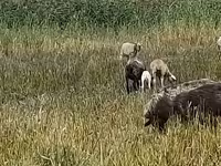 Schaf, Romanov sheep — Foto 2