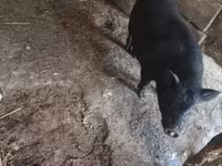 Boar, Pigs — photo 4