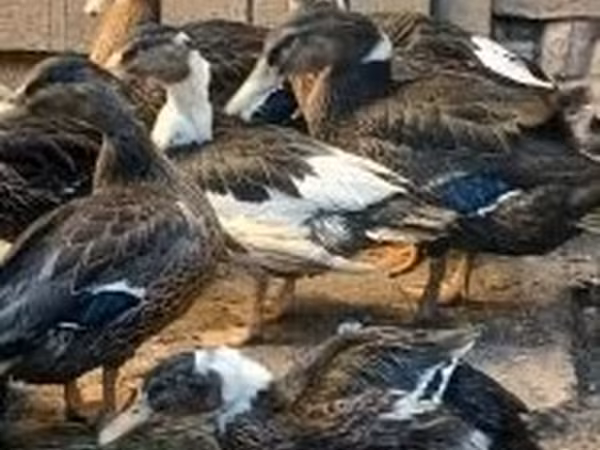 Ducks — Hungria