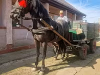 Cavalo, Cavalos — foto 4