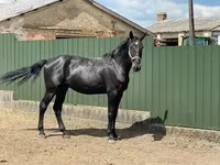 Айғыр, Nonius horse — 4-сурет