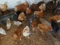 Chickens — fotografija 2