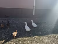 Chickens — fotografija 6