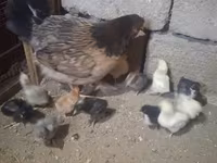 Chickens — photo 2