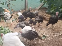 Turkeys — Foto 3