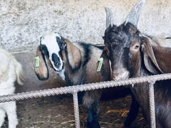 Kozioł, Nubian Goat