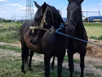 Yegua, Nonius horse — foto 1