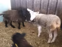 Brebis, White Suffolk sheep — photo 2