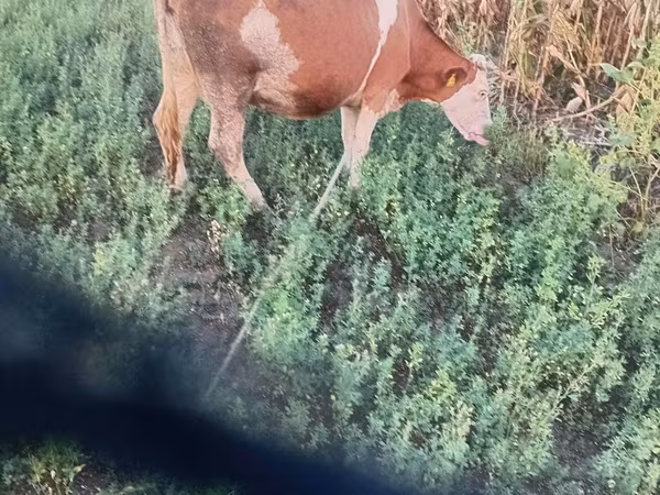 Krava, Simmental cattle