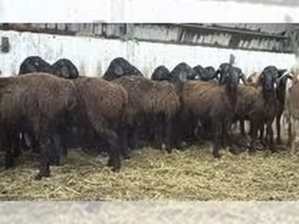 Brebis, Moutons