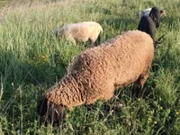 公羊, Tsigai sheep — 照片 5