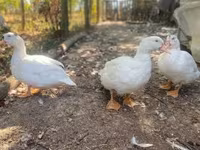 Ducks — 照片 5