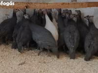 Guinea fowl — फ़ोटो 1