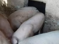 Boar — photo 2