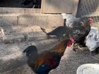 Marans — Foto 4