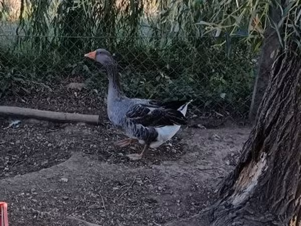 Geese