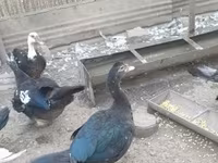 domaća muskovska patka — fotografija 2