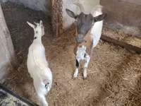 Cabro, Dutch Landrace goats — foto 2