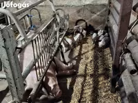 Sow, Pigs — photo 2