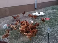 Chickens — fotografija 1