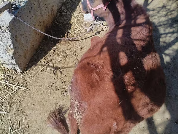 Byk, Bydło