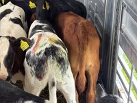 Goveda (partija, pol nije naveden), Simmental cattle — fotografija 5