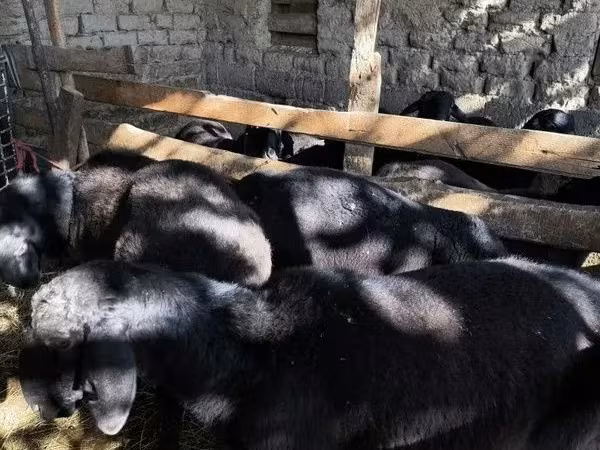 Owca, Owce