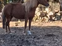 Mare, Horses — photo 1