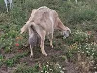 Koza, Saanen goat — zdjęcie 4