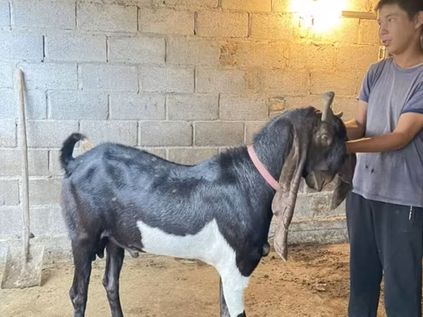 Kozioł, Kamori goats