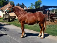 Cavalo, Cavalos — foto 5