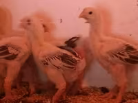 Chickens — fotografija 3