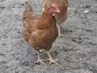 Danish hen — photo 3