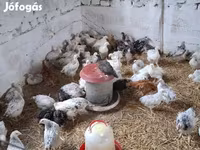 Chickens — fotografija 3