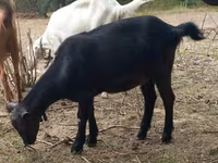 Ешкі, Alpine goat — 2-сурет