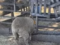 Qoyun, Beltex sheep — foto 2