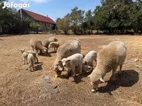 Sheep, Sheep — photo 6