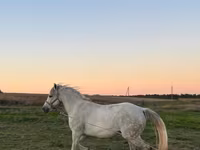 Égua, Cavalos — foto 3