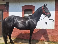 At, Nonius horse — foto 4
