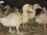 Ducks — الصورة 3