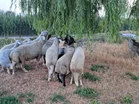 Ram, Sheep — photo 5