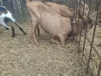 公山羊, Goats — 照片 6