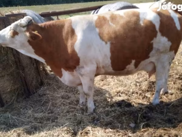 Vaca, Simmental cattle
